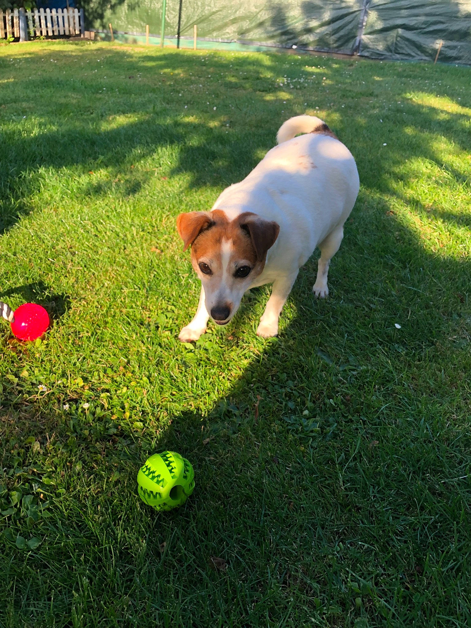 Elya participe au concours pour gagner de l'argent avec cette photo : ball, canidae, carnivore, companion_dog, dog, dog_breed, dog_toy, grass, jack_russell_terrier, lawn, plant, russell_terrier, sporting_group