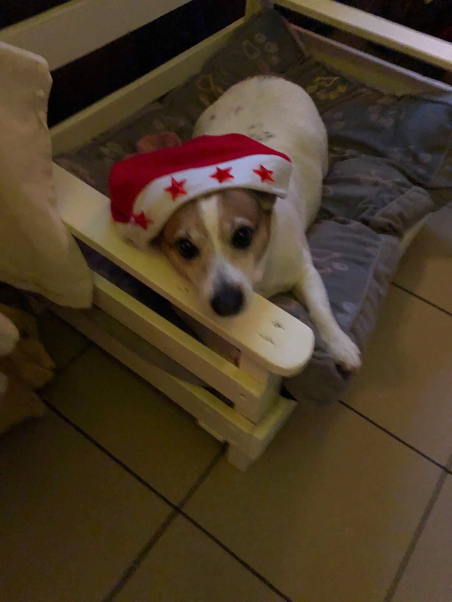 Elya participe au concours pour gagner de l'argent avec cette photo : canidae, carnivore, companion_dog, dog, dog_breed, fawn, mammal, puppy, small_greek_domestic_dog, snout, sporting_group