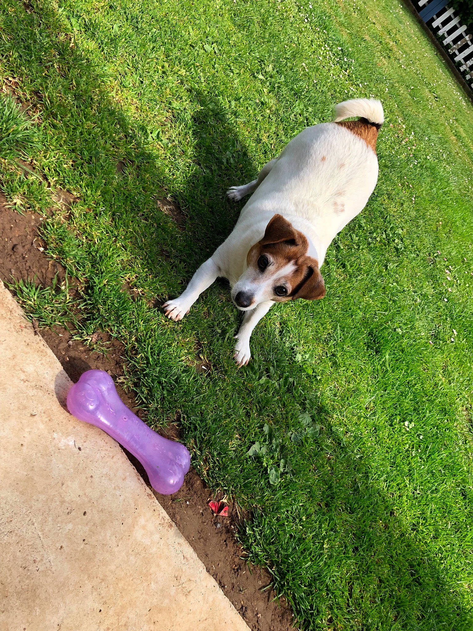 Elya a rejoint le concours — aidez-le/la à gagner de superbes lots ! canidae, carnivore, companion_dog, dog, dog_breed, grass, jack_russell_terrier, lawn, mammal, pointer, sporting_group