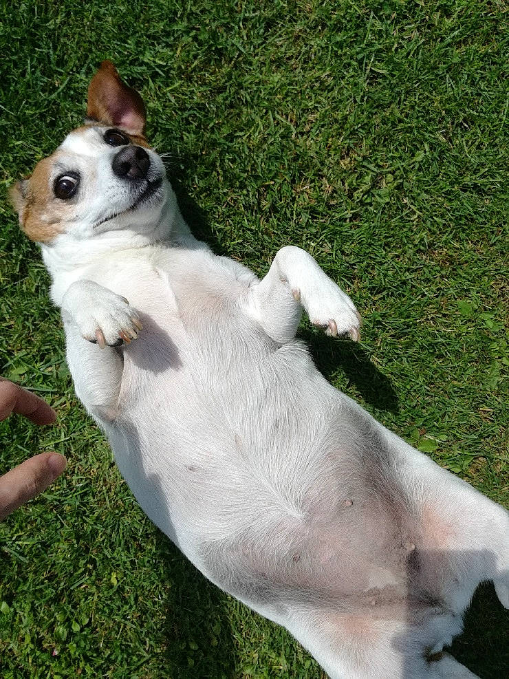 Elya a rejoint le concours — aidez-le/la à gagner de superbes lots ! canidae, carnivore, companion_dog, corgi_chihuahua, dog, dog_breed, fawn, grass, mammal, miniature_fox_terrier, parson_russell_terrier, rat_terrier, russell_terrier, snout, sporting_group, tail, tenterfield_terrier, terrier, toy_fox_terrier, vertebrate