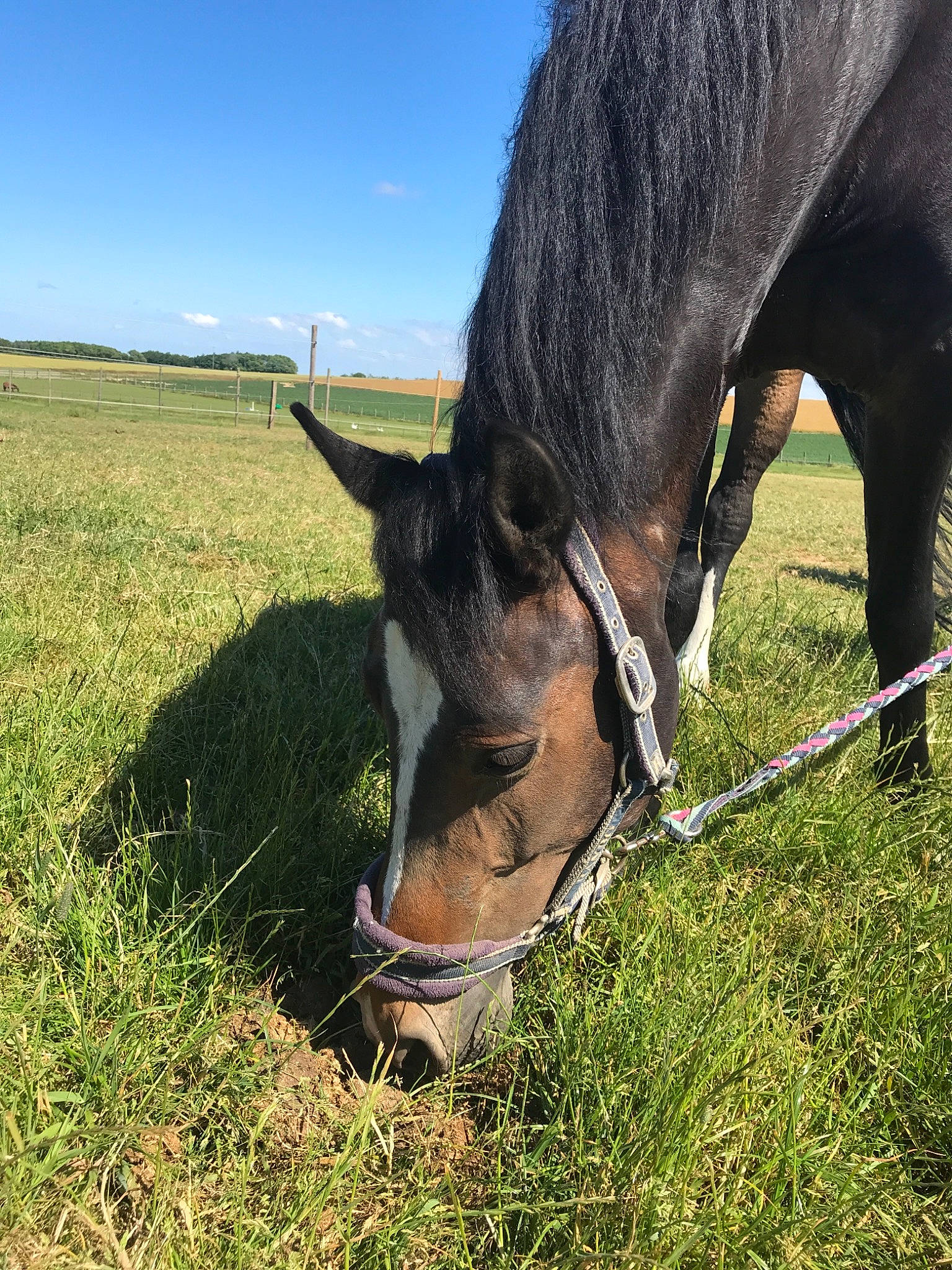 Brooklyn participe au concours pour gagner de l'argent avec cette photo : bridle, fodder, grass, grassland, grazing, halter, horse, horse_tack, livestock, mammal, mane, mare, meadow, mustang_horse, pasture, plant, sky, snout, stallion, vertebrate