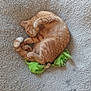 Gucci joined the competition — help win amazing prizes! cat, orange_tabby, sleeping, curled_up, plush_toy, green_toy, fluffy_rug, cozy, indoor, pet, feline, cute, resting, paw, fur, domestic_cat, animal, relaxed, soft_texture, wooden_floor