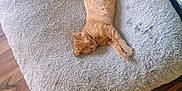 Gucci joined the competition — help win amazing prizes! cat, ginger_cat, pet_bed, plush_toy, wooden_floor, sleeping, relaxed, feline, indoor, cozy, fluffy, fur, resting, animal, domestic_cat, cute, paw, tail, home, comfortable