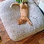 cat, ginger_cat, pet_bed, plush_toy, wooden_floor, sleeping, relaxed, feline, indoor, cozy, fluffy, fur, resting, animal, domestic_cat, cute, paw, tail, home, comfortable