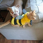 Gucci joined the competition — help win amazing prizes! dog, cat, bee_costume, couch, pet, indoor, animal, furniture, costume, yellow, black, curious, blurry, red_eye, chain_collar, wood_floor, table, household, domestic, friendship