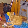Gucci is registered to the contest to win money with this photo: cat, orange_tabby, cushion, yellow_pillow, wooden_floor, vacuum_cleaner, toy, indoor, pet, feline, striped, resting, household, stairs, plastic_stool, relaxing, domestic, animal, floor, furniture
