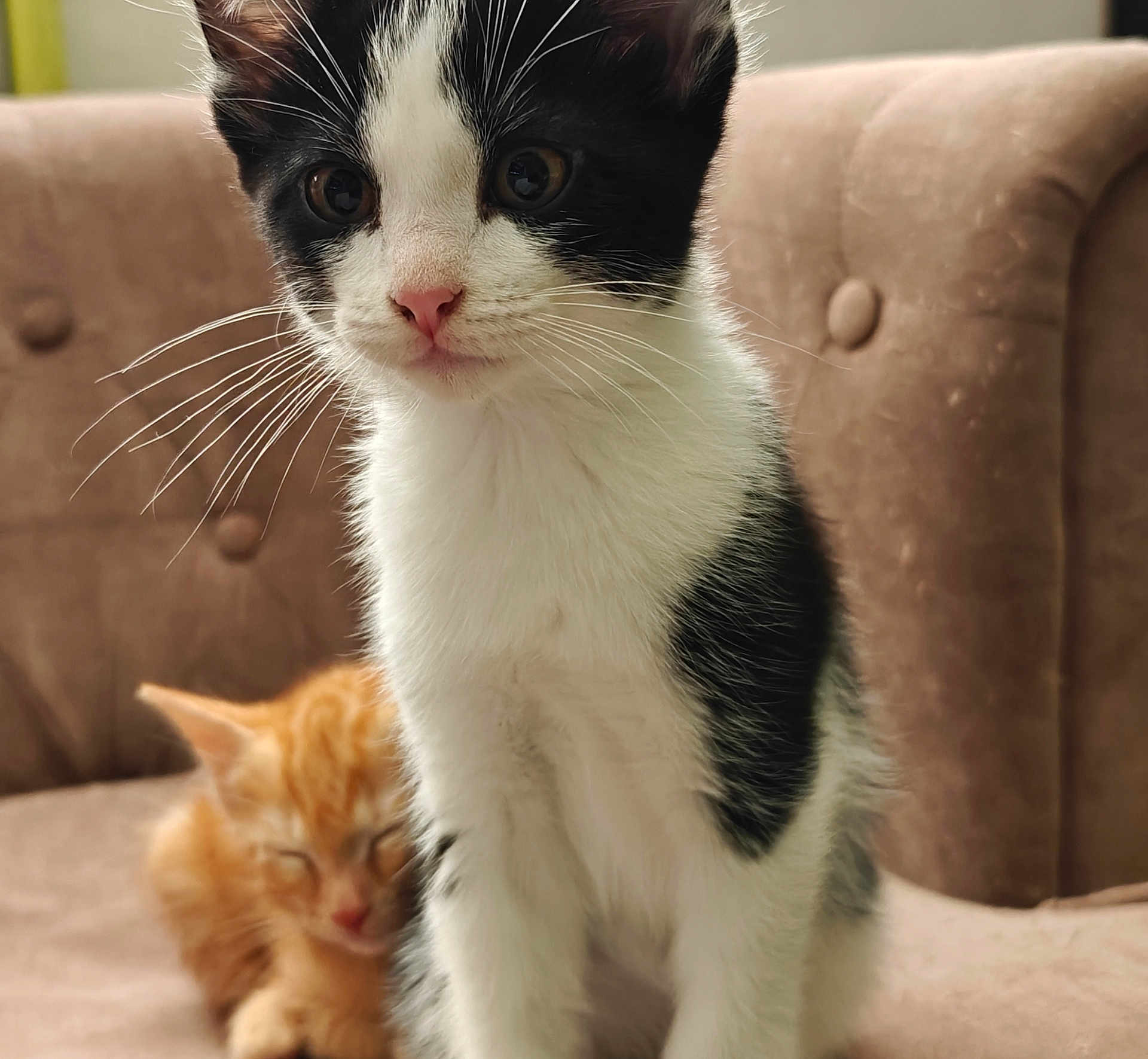 Chouquette participe au concours pour gagner de l'argent avec cette photo : kitten, cat, black_and_white, orange, sleeping, curious, whiskers, couch, indoor, pet, fur, close_up, animal, cute, young, domestic, feline, soft, background_blur, nose