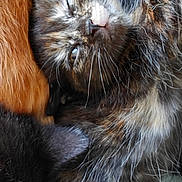 Chouquette participe au concours pour gagner de l'argent avec cette photo : kitten, cat, tortoiseshell, sleeping, fur, close_up, pet, animal, whiskers, paw, cozy, blanket, soft, relaxed, indoor, nap, cute, feline, companion, resting