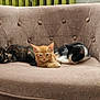 Chouquette participe au concours pour gagner de l'argent avec cette photo : kitten, cat, furniture, armchair, indoor, pet, animal, resting, sleepy, orange_cat, black_and_white_cat, tortoiseshell_cat, cute, fur, home, cozy, soft_light, relaxing, domestic, three_kittens