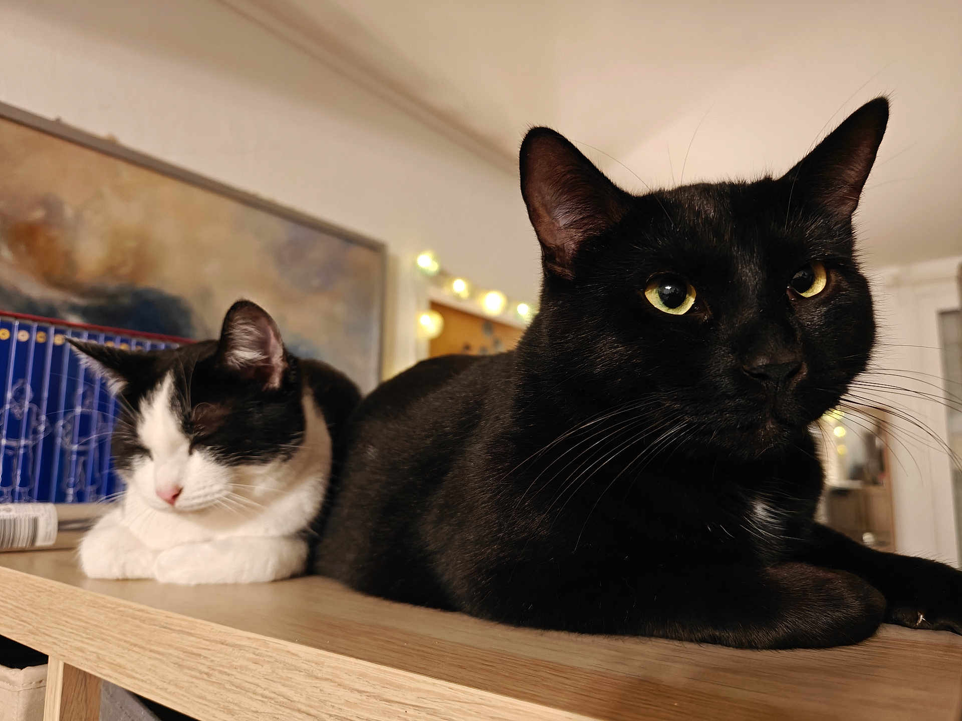 Zola a rejoint le concours — aidez-le/la à gagner de superbes lots ! cat, black_cat, black_and_white_cat, sleeping, lounging, indoor, wooden_surface, pets, cozy, close_up, yellow_eyes, feline, domestic_animal, relaxed, resting, bokeh, string_lights, background, fur, whiskers