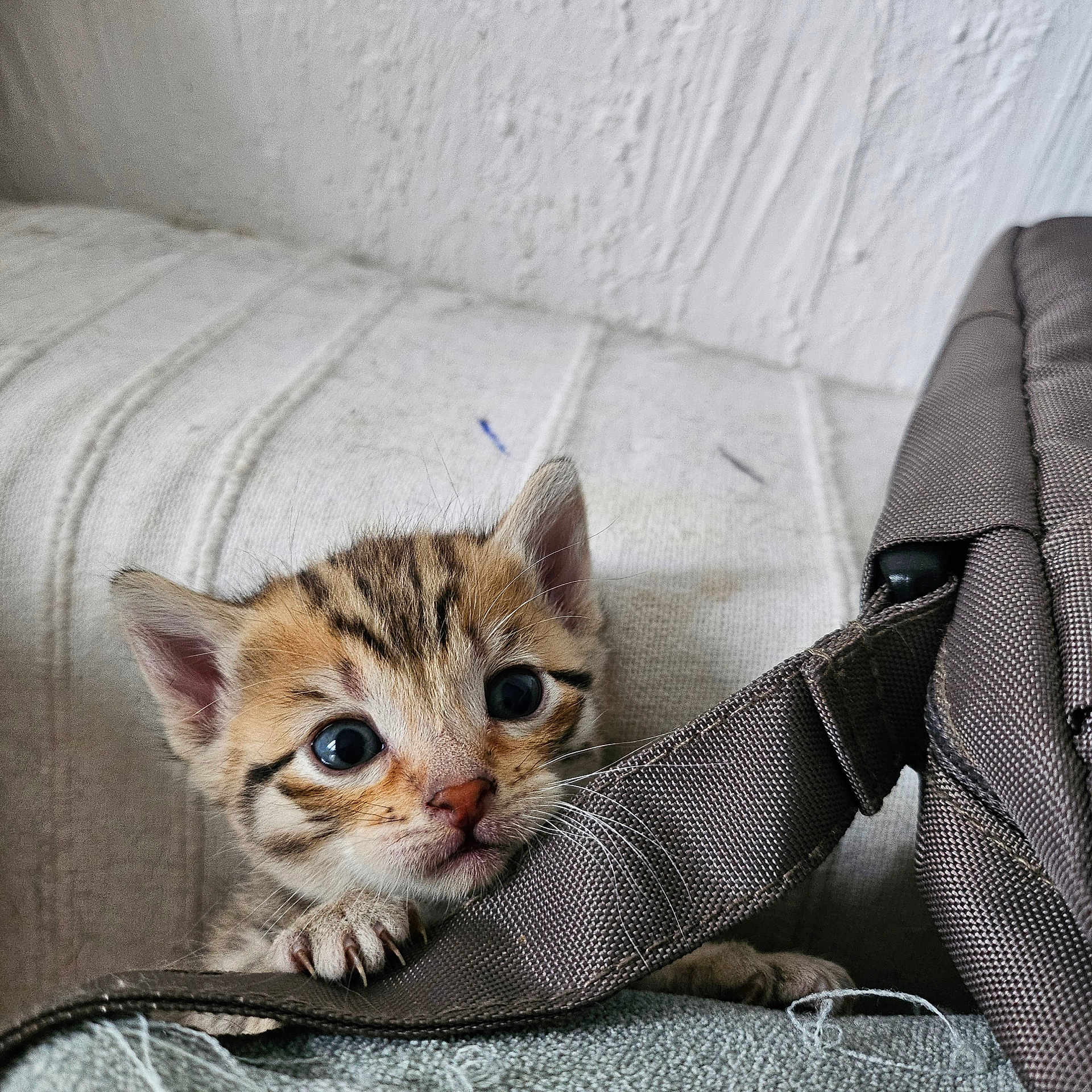 Shanghai a rejoint le concours — aidez-le/la à gagner de superbes lots ! abyssinian, accessories, animal, armchair, bag, cat, chair, couch, cushion, furniture, homedecor, kitten, manx, ocelot, pet, strap