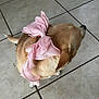 Lexi is registered to the contest to win money with this photo: dog, small_dog, pink_bow, floor, tile_floor, pet, cute, animal, fur, brown_fur, standing, indoor, domestic_animal, ears, tail, closeup, side_view, accessory, ribbon, decorative