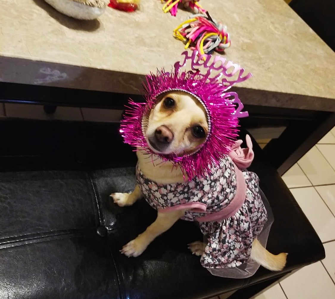 Lexi is registered to the contest to win money with this photo: dog, pet, costume, dress, headpiece, pink, happy, bench, leather, floor, tile, kitchen, curious, animal, indoor, small_dog, looking_up, decorative, celebration, cute