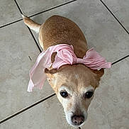 Lexi is registered to the contest to win money with this photo: dog, small_dog, brown_coat, pink_ribbon, tile_floor, looking_up, pet, indoors, cute, animal, canine, adorable, accessory, bow, domestic_animal, floor_tiles, portrait, pet_accessory, headwear, companion