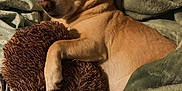 Lexi joined the competition — help win amazing prizes! dog, sleeping, bed, blanket, pillow, cozy, indoor, snuggling, pet, fur, resting, cute, domestic_animal, canine, relaxed, soft, comfort, animal, brown, green