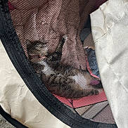 Nubia is registered to the contest to win money with this photo: kitten, cat, mesh, enclosure, fabric, soft, beige, fur, pet, animal, cozy, indoor, resting, cute, small, feline, texture, closeup, comfort, snug