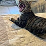 Nubia is registered to the contest to win money with this photo: cat, tabby, lying_down, bedspread, yawning, mouth_open, teeth, indoor, pet, feline, striped, animal, resting, comfortable, fur, whiskers, claws, cute, domestic_cat, home
