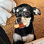 Rex joined the competition — help win amazing prizes! animal, black_and_tan, blanket, carpet, chihuahua, closeup, companion, cute, dog, ears, eyes, face, fur, indoor, mischievous, peanut, pet, small_dog, snout, whiskers