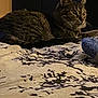 Koko joined the competition — help win amazing prizes! cat, tabby, bed, bedspread, indoor, furniture, lamp, pattern, decor, domestic_animal, pet, whiskers, fur, resting, animal, sleepy, cozy, alert, eyes, ears