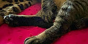 Koko is registered to the contest to win money with this photo: cat, tabby, animal, pet, feline, sleeping, resting, indoor, blanket, leopard_print, bed, pink, texture, window, light, fur, whiskers, relaxed, cozy, soft