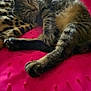 cat, tabby, animal, pet, feline, sleeping, resting, indoor, blanket, leopard_print, bed, pink, texture, window, light, fur, whiskers, relaxed, cozy, soft