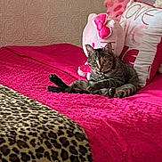 Koko is registered to the contest to win money with this photo: cat, tabby, bed, pink_bedspread, pillow, plush_toy, leopard_print, indoor, furniture, relaxed, pet, animal, domestic, fur, whiskers, collar, cute, resting, cozy, pattern