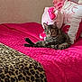 cat, tabby, bed, pink_bedspread, pillow, plush_toy, leopard_print, indoor, furniture, relaxed, pet, animal, domestic, fur, whiskers, collar, cute, resting, cozy, pattern