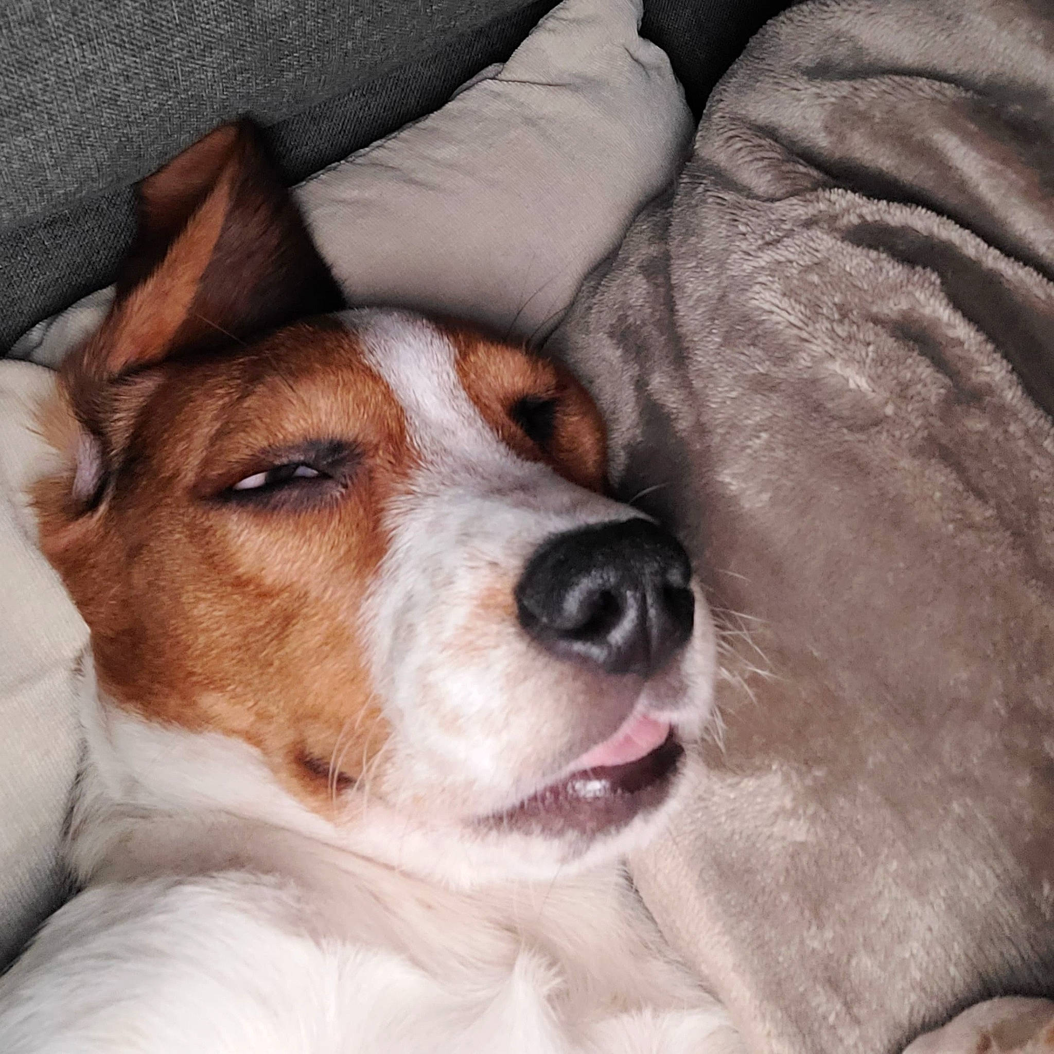 Uno a rejoint le concours — aidez-le/la à gagner de superbes lots ! ancient_dog_breeds, art, canidae, carnivore, comfort, companion_dog, dog, dog_breed, fawn, fur, hound, paw, puppy, puppy_love, sporting_group, terrier, whiskers, working_animal