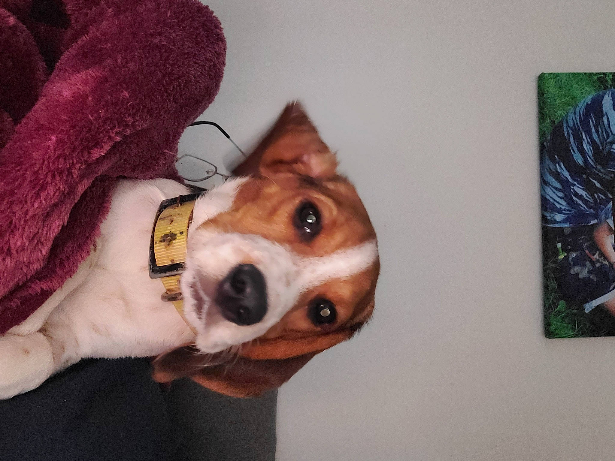 Uno a rejoint le concours — aidez-le/la à gagner de superbes lots ! art, canidae, carnivore, collar, comfort, companion_dog, dog, dog_breed, dog_clothes, dog_supply, ear, fawn, fur, hound, mammal, non_sporting_group, snout, sporting_group, whiskers, working_animal