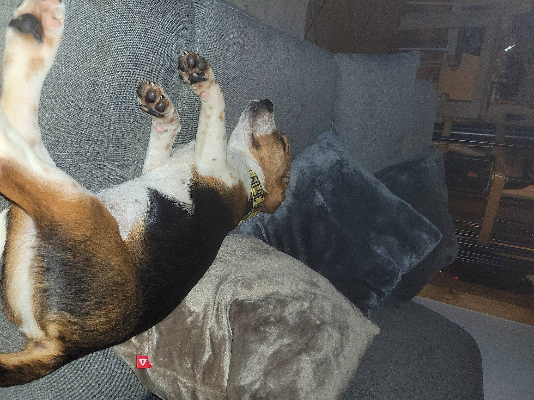 Uno participe au concours pour gagner de l'argent avec cette photo : canidae, carnivore, comfort, companion_dog, couch, dog, dog_breed, fawn, flooring, foot, fur, grey, human_leg, linens, non_sporting_group, paw, sporting_group, tail, toe