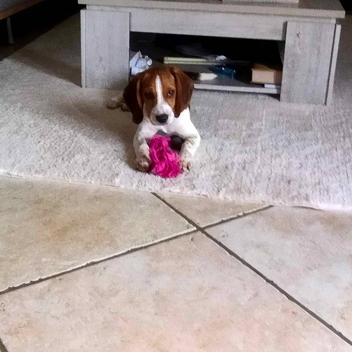 Uno participe au concours pour gagner de l'argent avec cette photo : canidae, carnivore, cavalier_king_charles_spaniel, companion_dog, dog, dog_breed, dog_supply, door, fawn, floor, flooring, hardwood, liver, rectangle, snout, spaniel, sporting_group, tail, toy_dog, wood