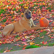 Ades participe au concours pour gagner de l'argent avec cette photo : animal, autumn, brown_dog, canine, colorful, daylight, dog, fall, grass, laying_down, leaves, nature, outdoor, park, pumpkin, relaxed, scenery, seasonal, tree, vibrant