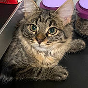 Azur a rejoint le concours — aidez-le/la à gagner de superbes lots ! animal, black_surface, cat, closeup, container, cute, domestic_cat, ears, feline, fur, green_eyes, indoor, kitchen, muzzle, paws, pet, purple_lid, relaxed, tabby, whiskers