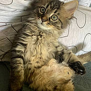 Azur a rejoint le concours — aidez-le/la à gagner de superbes lots ! cat, kitten, tabby, fluffy, fur, pet, cute, animal, indoor, resting, relaxed, face, whiskers, ears, eyes, pillow, pattern, heart, soft, cozy