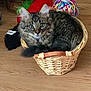 cat, tabby, basket, yarn, wooden_floor, curled_up, indoor, pet, feline, cozy, curious, fluffy, animal, domestic, cute, small_basket, colorful, background, resting, wide_eyes
