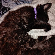 Shadow joined the competition — help win amazing prizes! cat, black_cat, sleeping, curled_up, collar, purple_collar, fluffy, fur, pet, domestic_cat, blanket, white_blanket, cozy, resting, indoors, animal, feline, cute, relaxed, nap