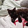 Shadow joined the competition — help win amazing prizes! black_kitten, cat, kitten, blanket, plush_toy, leopard_print, fur, paw, sleepy, cozy, indoor, soft_texture, resting, cute, pet, animal, feline, comfort, relaxed, warm