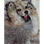 Bambi joined the competition — help win amazing prizes! puppy, dog, fluffy, cute, playful, tongue_out, lying_down, paws_up, pet, animal, fur, close_up, indoor, blanket, adorable, happy, young_dog, canine, resting, cozy