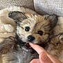 puppy, dog, pet, cute, playful, finger, bite, fur, couch, blanket, close_up, animal, domestic_animal, young, adorable, indoor, smiling, face, whiskers, hand