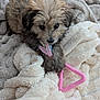 Bambi is registered to the contest to win money with this photo: puppy, dog, toy, blanket, soft, fluffy, cute, pet, cozy, indoor, chewing, brown, white, fur, playful, closeup, comfort, triangle, pink, blue
