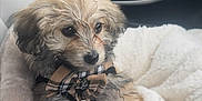 Bambi is registered to the contest to win money with this photo: puppy, dog, bow_tie, curly_fur, blanket, car_interior, seat, cute, pet, fur, animal, cozy, sitting, soft_texture, indoor, close_up, adorable, young_dog, car_seat, portrait
