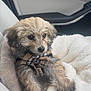 puppy, dog, bow_tie, curly_fur, blanket, car_interior, seat, cute, pet, fur, animal, cozy, sitting, soft_texture, indoor, close_up, adorable, young_dog, car_seat, portrait