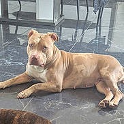 Himeco a rejoint le concours — aidez-le/la à gagner de superbes lots ! dog, pitbull, blue_eyes, lying_down, marble_floor, indoor, reflection, furniture, modern, calm, relaxed, tan, white, animal, pet, canine, floor, domestic, house, companion
