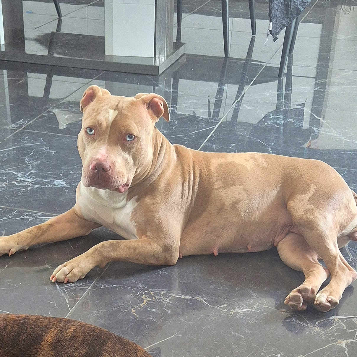 Himeco a rejoint le concours — aidez-le/la à gagner de superbes lots ! dog, pitbull, blue_eyes, lying_down, marble_floor, indoor, reflection, furniture, modern, calm, relaxed, tan, white, animal, pet, canine, floor, domestic, house, companion