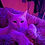 Perle participe au concours pour gagner de l'argent avec cette photo : bedroom, blanket, cat, close_up, cozy, cute, feline, fur, indoor, neon, paws, pet, plush, portrait, purple_lighting, relaxed, sleepy, soft_texture, whiskers, white_cat