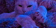 Perle participe au concours pour gagner de l'argent avec cette photo : blanket, blue_lighting, cat, closeup, cozy, ear, feline, fur, home, indoor, paws, pet, plush_blanket, portrait, purple_lighting, relaxing, sleepy, soft_texture, whiskers, white_cat