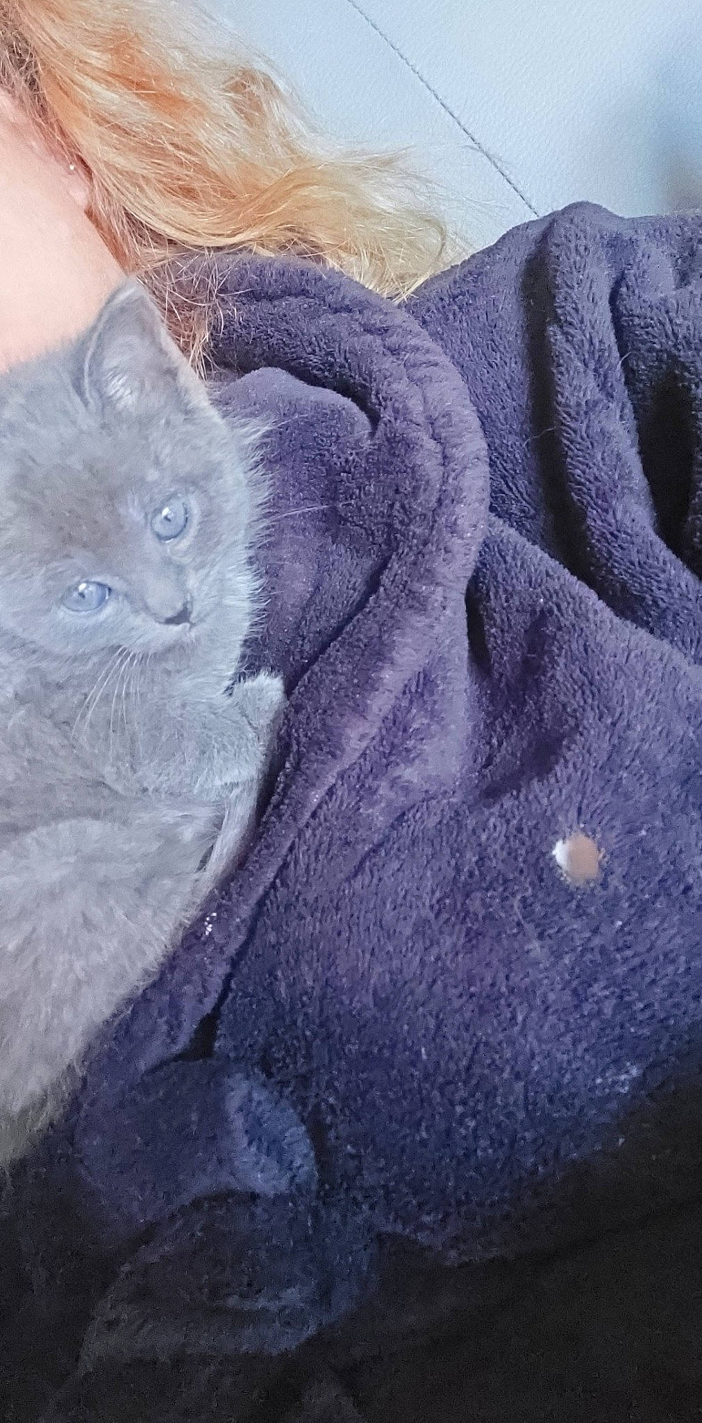 Rumy a rejoint le concours — aidez-le/la à gagner de superbes lots ! carnivore, cat, comfort, denim, domestic_short_haired_cat, electric_blue, felidae, fur, grey, linens, magenta, pattern, purple, russian_blue, sleeve, small_to_medium_sized_cats, snout, tail, whiskers, woven_fabric