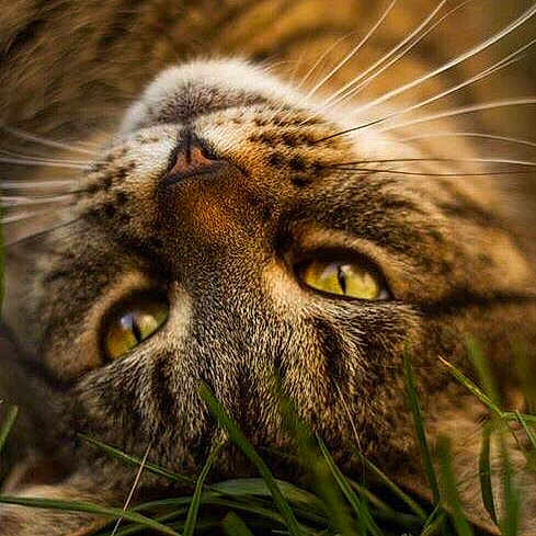 Mitten