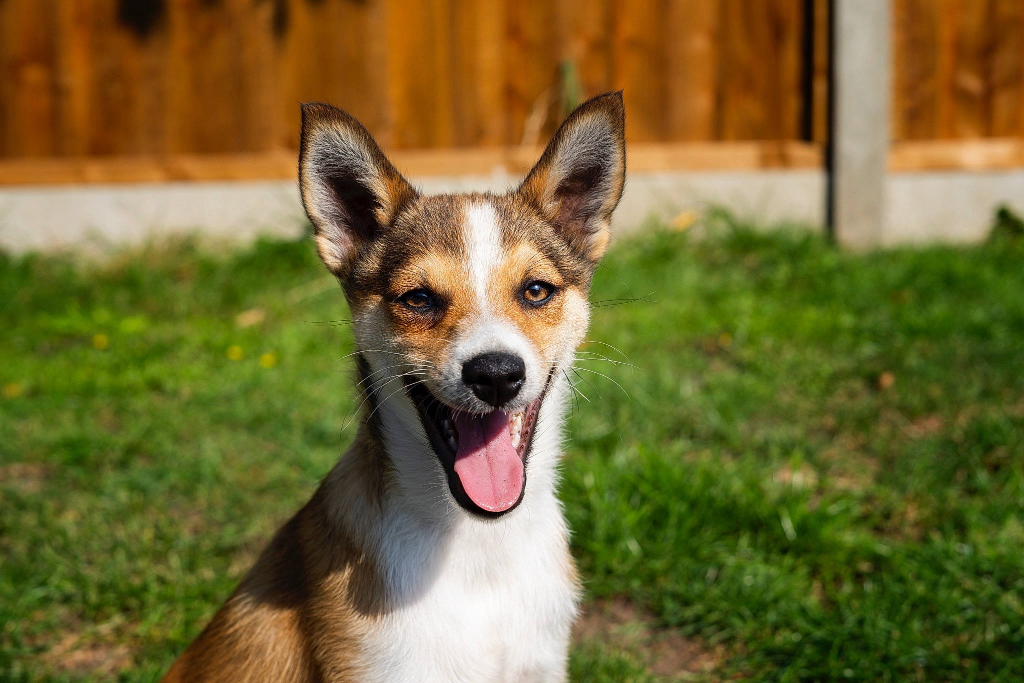 Talyn is registered to the contest to win money with this photo: canidae, carnivore, collar, companion_dog, dog, dog_breed, fawn, fur, jaw, snout, sporting_group, tail, terrestrial_animal, tongue, vertebrate, whiskers, working_animal, working_dog