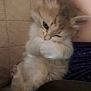 Aya participe au concours pour gagner de l'argent avec cette photo : kitten, cat, furry, cute, pet, animal, sleepy, cozy, indoor, resting, fur, small, whiskers, paw, closeup, snuggle, relaxed, adorable, young, companion